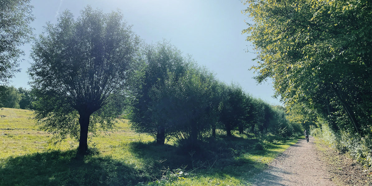 Ein sonnenbeschienener, unbefestigter Weg führt an einer Reihe von Laubbäumen entlang, im Hintergrund sind grünes Gras und weitere Bäume unter einem klaren blauen Himmel zu sehen. In der Ferne geht eine Person.
