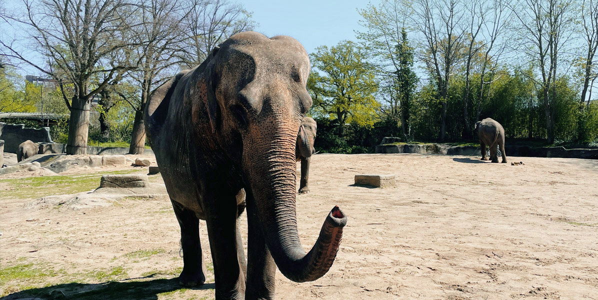Nahaufnahme eines Elefanten, der auf sandigem Boden in einem Zoogehege steht, mit einem anderen Elefanten im Hintergrund, umgeben von Bäumen und Grünpflanzen unter einem klaren blauen Himmel.
