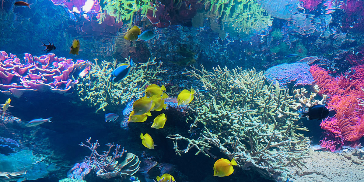 Eine farbenfrohe Unterwasserszene mit bunten Korallenriffen und verschiedenen tropischen Fischen, darunter leuchtend gelbe, blaue und schwarze Fische, die zwischen den Korallen im klaren blauen Wasser schwimmen.