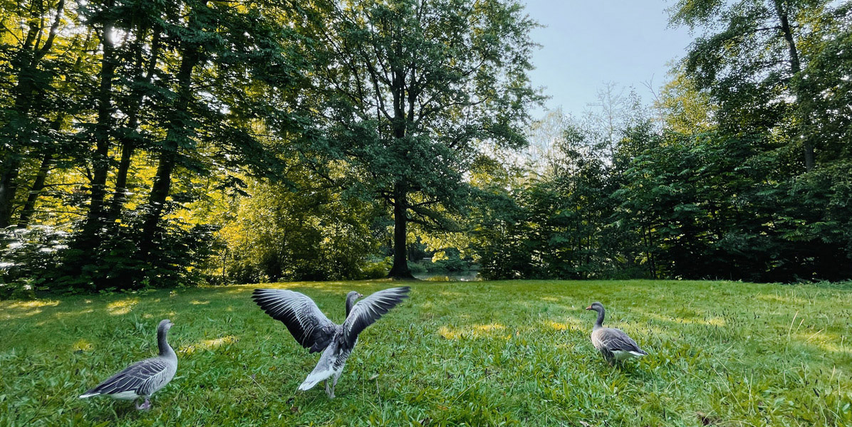 Drei Gänse stehen auf einer Wiese, die von hohen, belaubten Bäumen umgeben ist. Eine Gans in der Mitte breitet ihre Flügel weit aus, während die beiden anderen in der Nähe stehen. Das Sonnenlicht fällt durch das Laub und schafft eine friedliche, natürliche Szene.