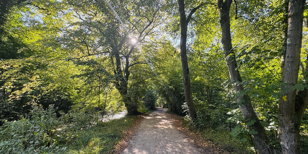 Ein Feldweg schlängelt sich durch einen üppigen, grünen Wald in der Nähe von Hamburg. Das Sonnenlicht fällt durch die hohen Bäume und das dichte Laub, das den Weg säumt - ein friedlicher Kontrast zum Stadtleben in einer Neubauwohnung.